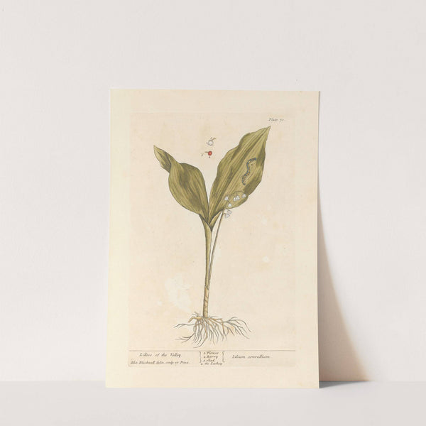 Lillies of the valley by Elizabeth Blackwell