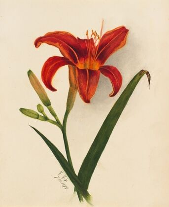 Flower Study (1883)