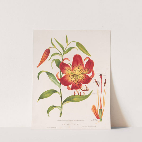 Lily and its parts (1872) by Louis Prang & Co.