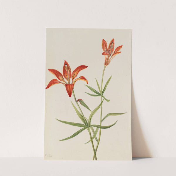 Lily (Lilium montanum) (ca. 1900-1920) by Mary Vaux Walcott