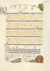 Lily-of-the-Valley, Pupa, and Land Snail (1561–1596)