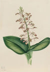 Showy Oxytrope (Oxytropis splendens) (1922)