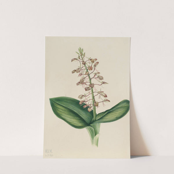 Lily Twayblade (Liparis liliifolia) (1920) by Mary Vaux Walcott