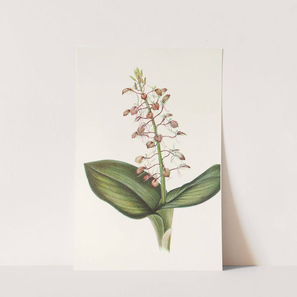 Lily Twayblade. (Liparis liliifolia) (1925) by Mary Vaux Walcott