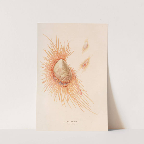 Lima tenera (1866) by Alfred Frédol