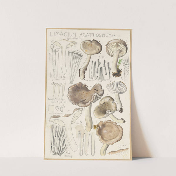 Limacium agathosmum (1915-1945) by Hans Walty