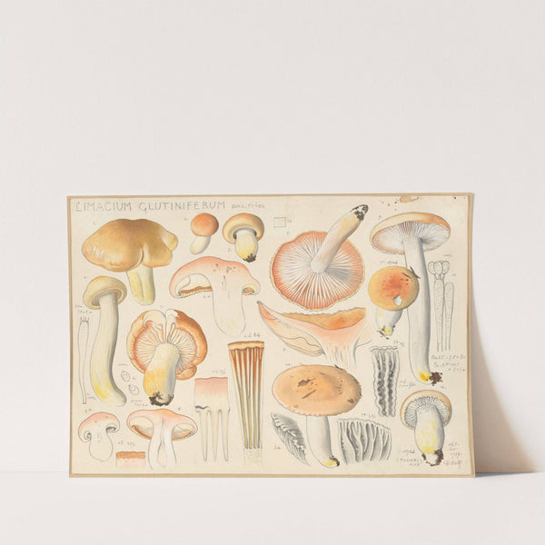 Limacium glutiniferum Bull. Fries (1915-1945) by Hans Walty