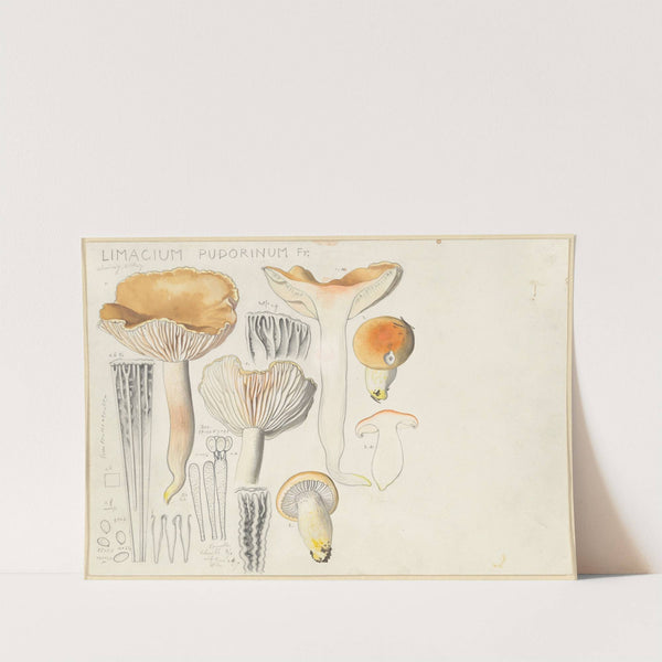 Limacium pudorinum Fr. (1915-1945) by Hans Walty