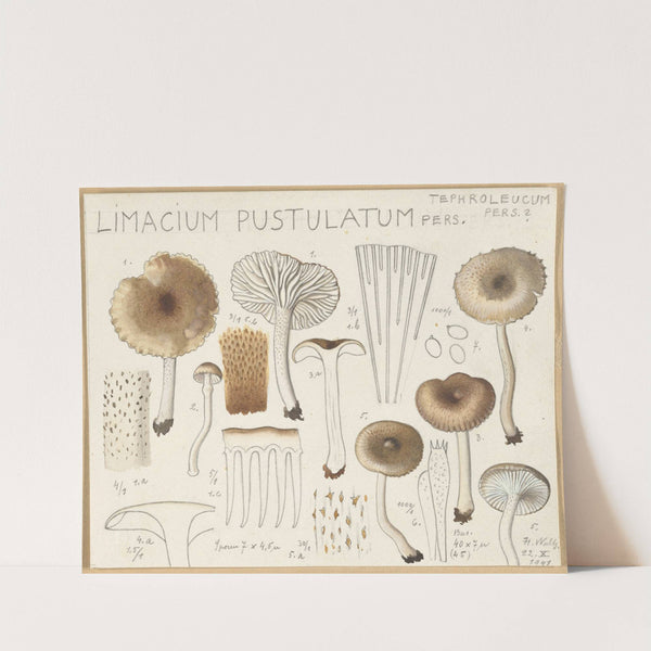 Limacium pustulatum (1915-1945) by Hans Walty
