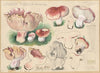 Limacium russula Schaeffer (1915-1945)
