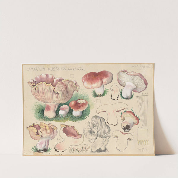 Limacium russula Schaeffer (1915-1945) by Hans Walty