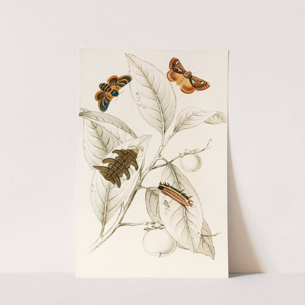 Limacodes Cippus, Ecnomidea Pithecium by James Duncan