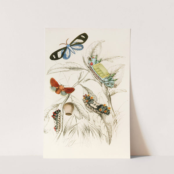 Limacodes Micilia, Doratifera vulnerans by James Duncan