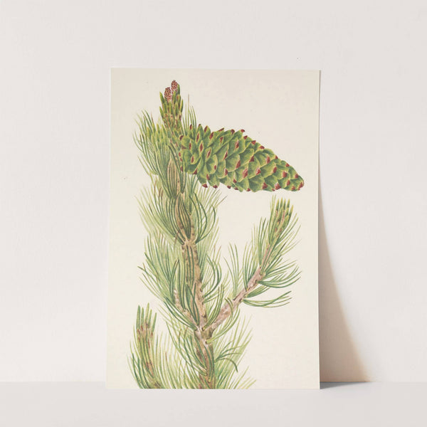 Limber Pine. Pinus flexilis (1925) by Mary Vaux Walcott