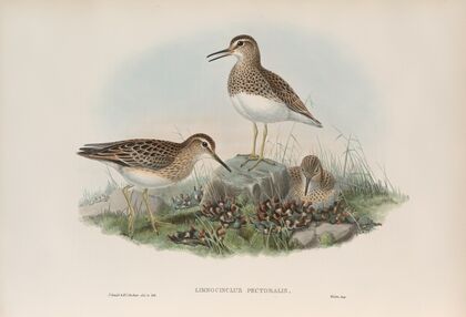 Limnocinclus pectoralis. Pectoral Sandpiper. (1862-1873)