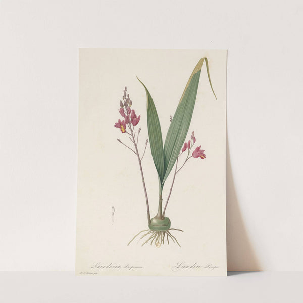 Limodorum purpureum (1802-1816) by Pierre Joseph Redouté