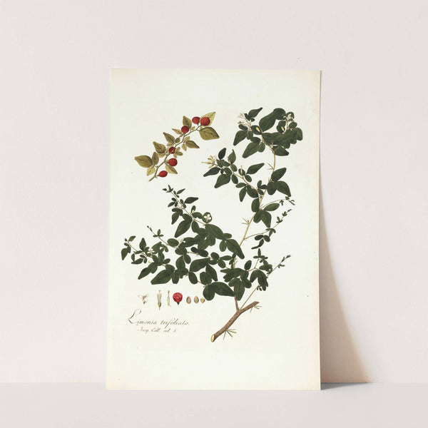 Limonia trifoliata by Nikolaus Joseph Freiherr von Jacquin