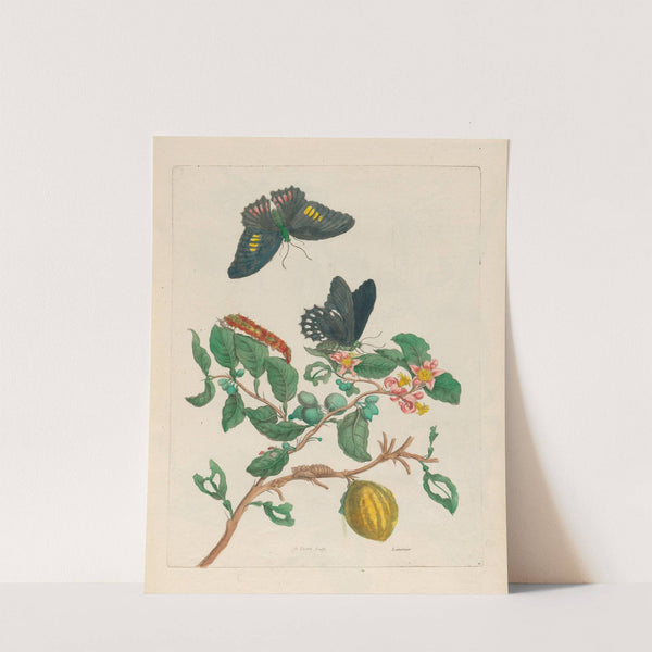 Limonier (1719) by Maria Sibylla Merian