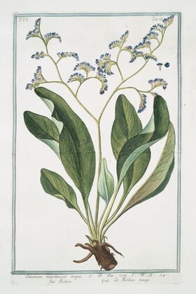 Limonium maritimum majus – Behen – Le Behen rouge. (Sea lavender)