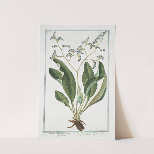 Limonium maritimum majus - Behen - Le Behen rouge. (Sea lavender) by Giorgio Bonelli