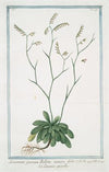 Limonium parvum Bellidis minoris folio – Limonio piccolo. (Rock Sea lavender)