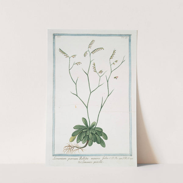 Limonium parvum Bellidis minoris folio - Limonio piccolo. (Rock Sea lavender) by Giorgio Bonelli