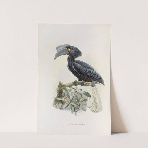 Limonophalus montani by Daniel Giraud Elliot