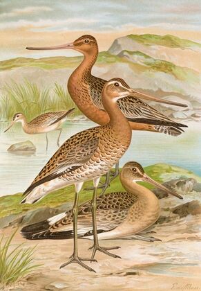 Limosa limosa, Limosa lapponica