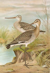 Limosa limosa, Limosa lapponica.