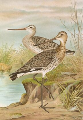 Limosa limosa, Limosa lapponica.