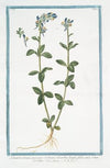Linaria annua, purpuro-violacea, calcaribus longis, foliis imis rotundioribus. (Purple toadflax)