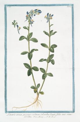 Linaria annua, purpuro-violacea, calcaribus longis, foliis imis rotundioribus. (Purple toadflax)