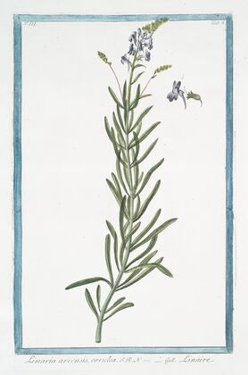 Linaria arvensis, cærulea – Linaire. (Blue corn toadflax)