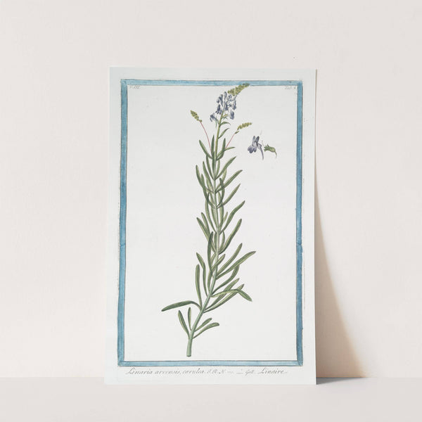 Linaria arvensis, cærulea - Linaire. (Blue corn toadflax) by Giorgio Bonelli