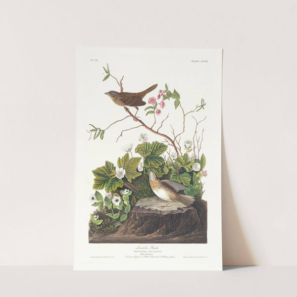 Lincoln finch by John James Audubon