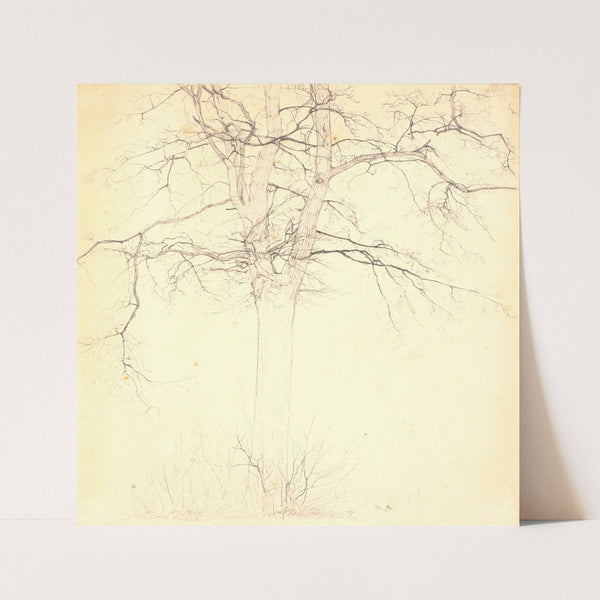 Lind ved Kærlighedsstien by Christen Købke