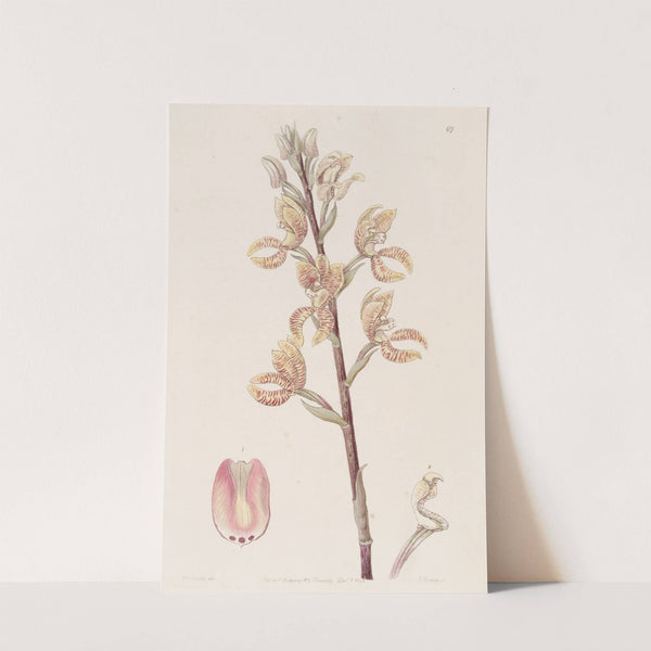 Linden's Govenia by Sydenham Edwards