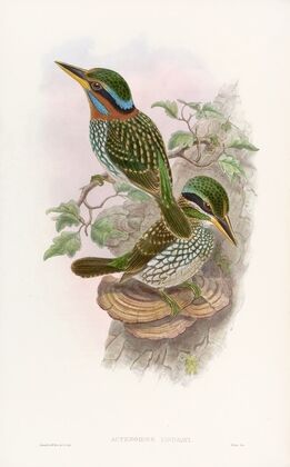 Lindsay’s Kingfisher