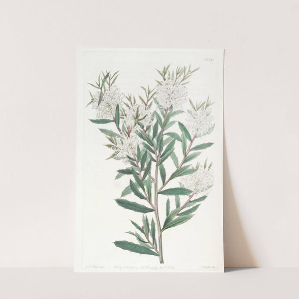 Linear-leaved Hakea by Sydenham Edwards