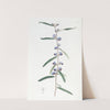 Linear-leaved Lanceolate Hovea by Sydenham Edwards