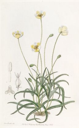 Linear-leaved Platystigma