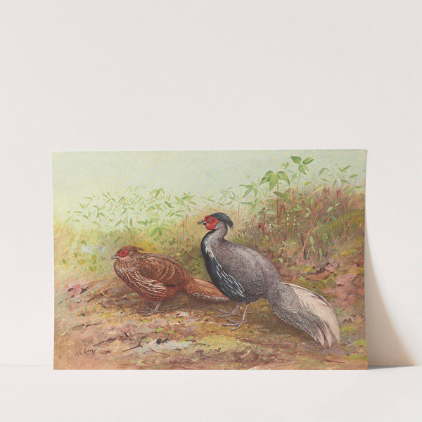 Lineated Kaleege by George Edward Lodge