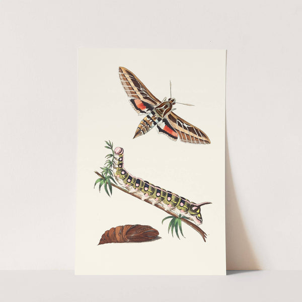 Lineated Sphinx by George Shaw