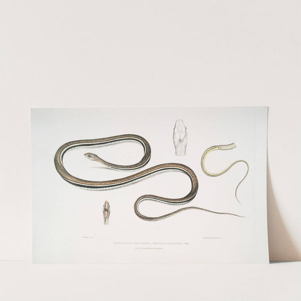 Lined Tailed Tree Snake, Ahætula caudolineata. by John Edward Gray