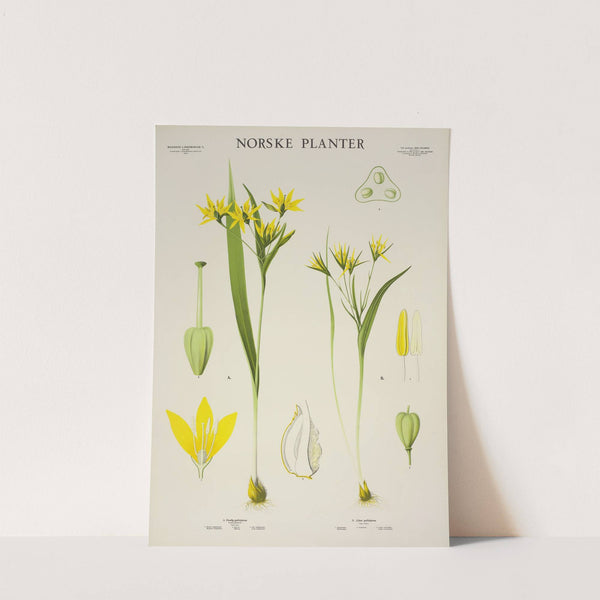 Linnea, nårislegras. (1930) by Parmanns Læremiddel-anstalt