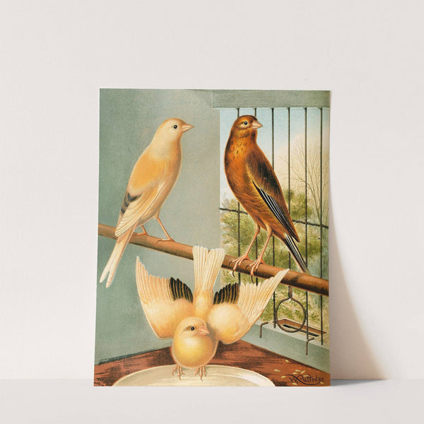 Linnet And Canary Mules by W. A . Blakston