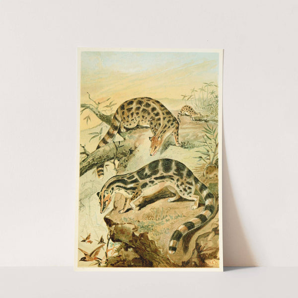 Linsangs by Anonymous