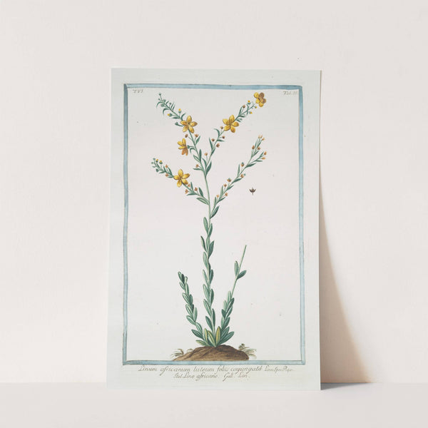 Linum africanum, luteum, foliis conyungalik - Lino africano - Lin. (African Flax) by Giorgio Bonelli