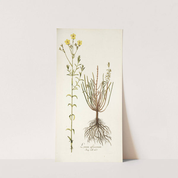Linum africanum by Nikolaus Joseph Freiherr von Jacquin