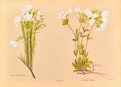Linum Monogynum